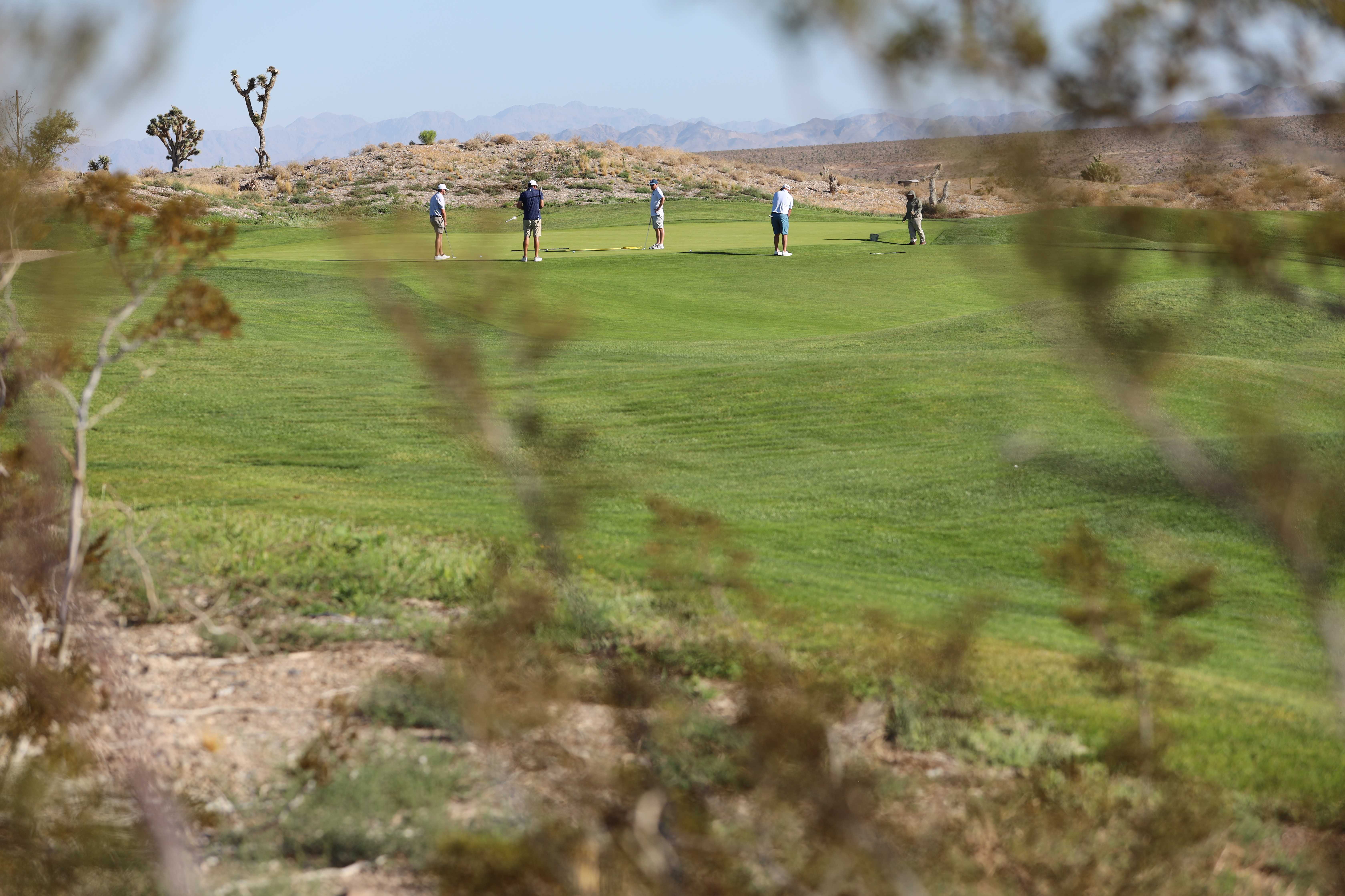 A foursome putting on the green framed by native desert brush and Joshua trees